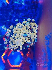 Corallo Euphyllia nuggets gold