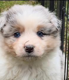 Australian Shepherd cucciolo pastore australiano