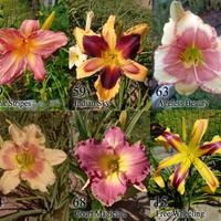 Rizomi hemerocallis, daylily. fiori simil giglio