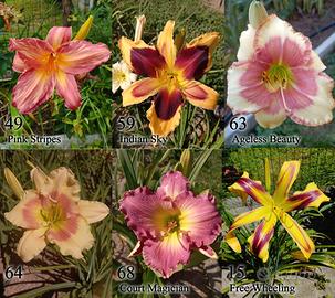 Rizomi hemerocallis, daylily. fiori simil giglio