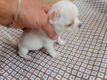 Chihuahua toy