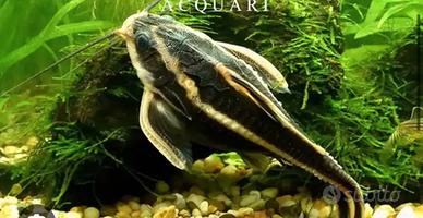 Pesce gatto sudamericano