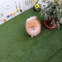 Volpino di pomerania