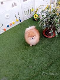 Volpino di pomerania