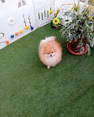 Volpino di pomerania