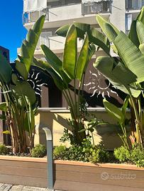 4 Piante di Strelitzia Gigante in  salute –