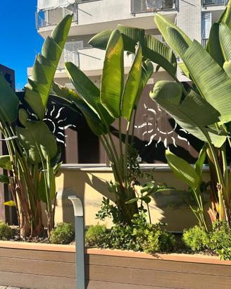 4 Piante di Strelitzia Gigante in  salute –