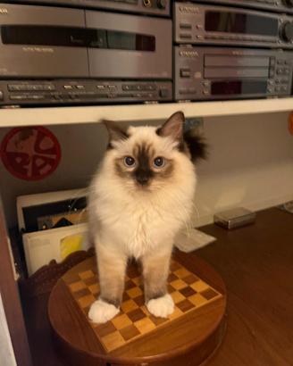 Gattino Ragdoll maschio stupendo