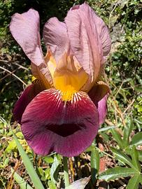 Iris Indian Chief 3 rizomi o multipli