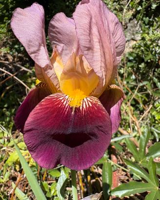 Iris Indian Chief 3 rizomi o multipli