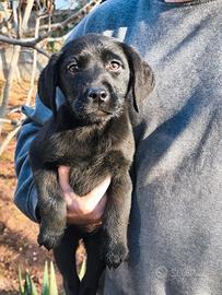Cucciola labrador nera