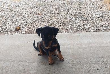 Pinscher cuccioli maschi e femmine