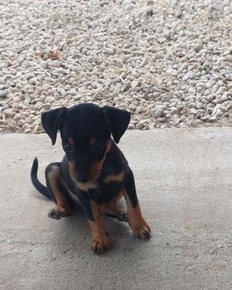 Pinscher cuccioli maschi e femmine