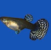 Guppy femmine