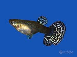 Guppy femmine