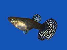 Guppy femmine