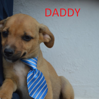 Daddy E' STATO ADOTTATO