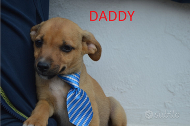 Daddy E' STATO ADOTTATO