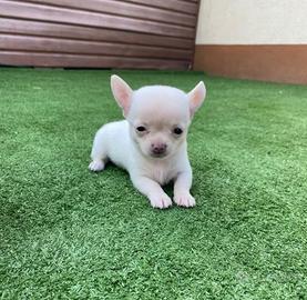 Chihuahua mini toy