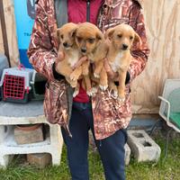 Cuccioli di Maltese X Pinscher
