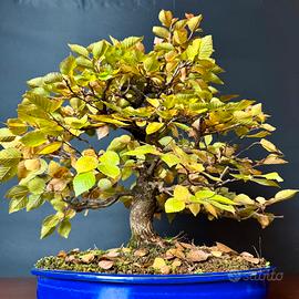 Bonsai di capirno coreano