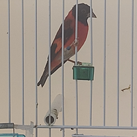 Cardinalini del venezuela