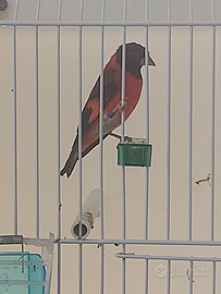 Cardinalini del venezuela