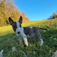Bull terrier miniature