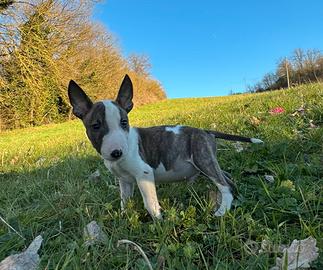 Bull terrier miniature