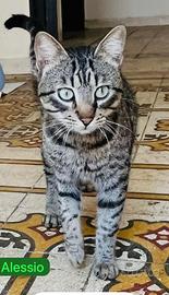 Alessio gatto 18 mesi