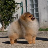 Spitz tedesco nano (volpino di pomerania)