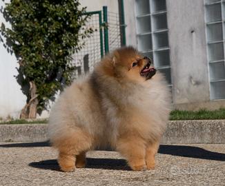 Spitz tedesco nano (volpino di pomerania)