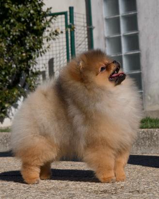 Spitz tedesco nano (volpino di pomerania)