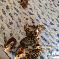 Ciao a tutti, ho un gatto bengala di du