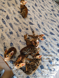 Ciao a tutti, ho un gatto bengala di du