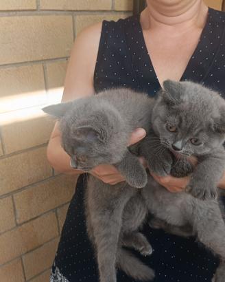 British Shorthair con pedigree WCF