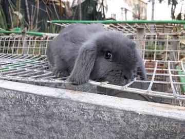 Conigli ariete nani blu di vienna 3mesi