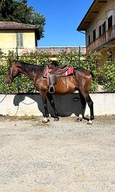 Cavallo