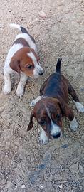 Cuccioli di segugio maremmano