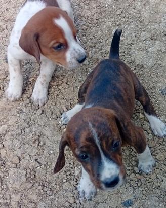 Cuccioli di segugio maremmano