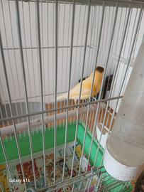 Canarino