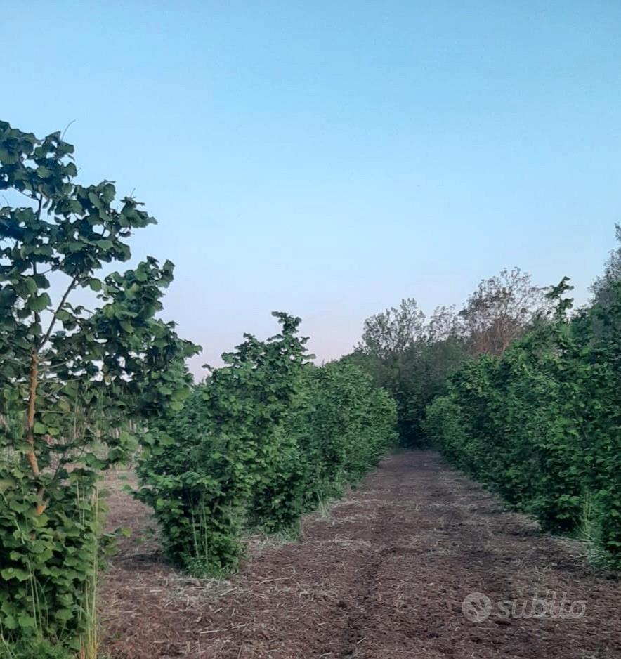 Terreno agricolo uliveto e noccioleto - Vista 2