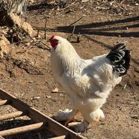 Galli Brahma gigante