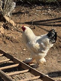 Galli Brahma gigante
