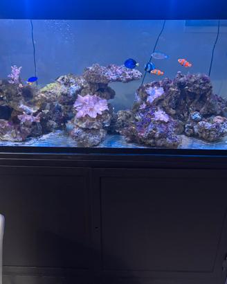 acquario marino completo