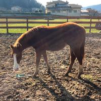 Puledra Quarter Horse 2024