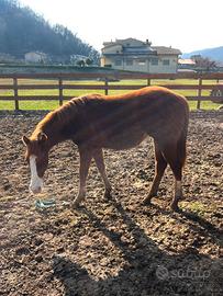 Puledra Quarter Horse 2024