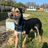Cucciolona mix german pinscher in adozione