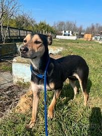 Cucciolona mix german pinscher in adozione