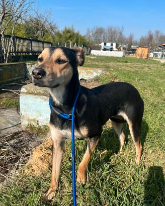 Cucciolona mix german pinscher in adozione
